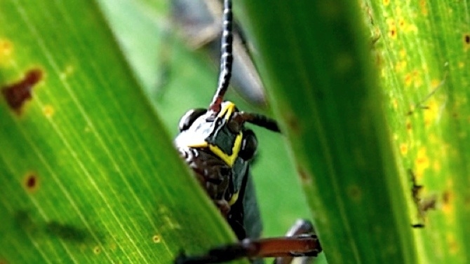 Lytro Grasshopper Lytro